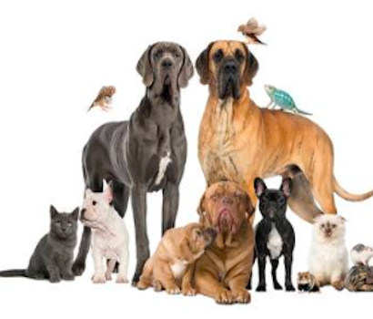 uk pet club
