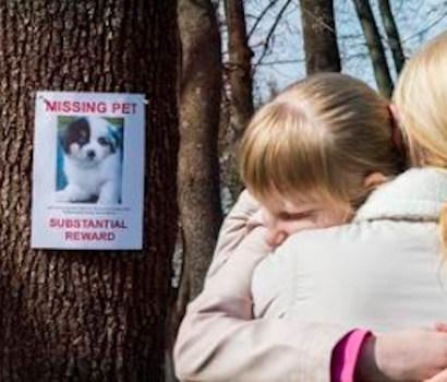 lost and missing dogs cats birds pets