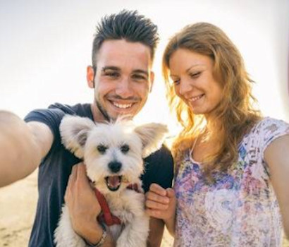 uk pet register and lost pets and found pets